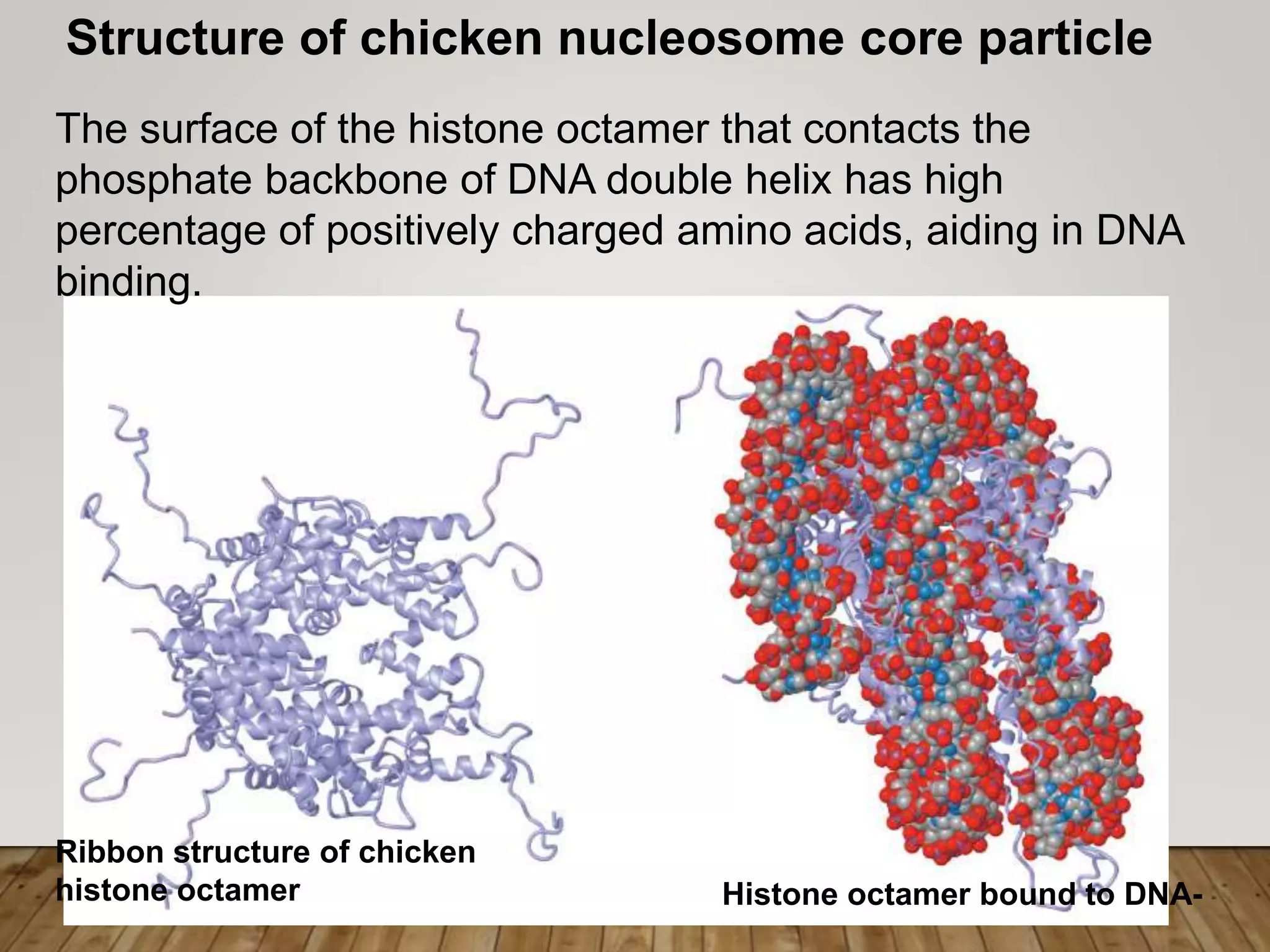 Structure of chicken nucleosome core particle
The surface of the histone octamer that contacts the
phosphate backbone of DNA double helix has high
percentage of positively charged amino acids, aiding in DNA
binding.
Ribbon structure of chicken
histone octamer Histone octamer bound to DNA-
 