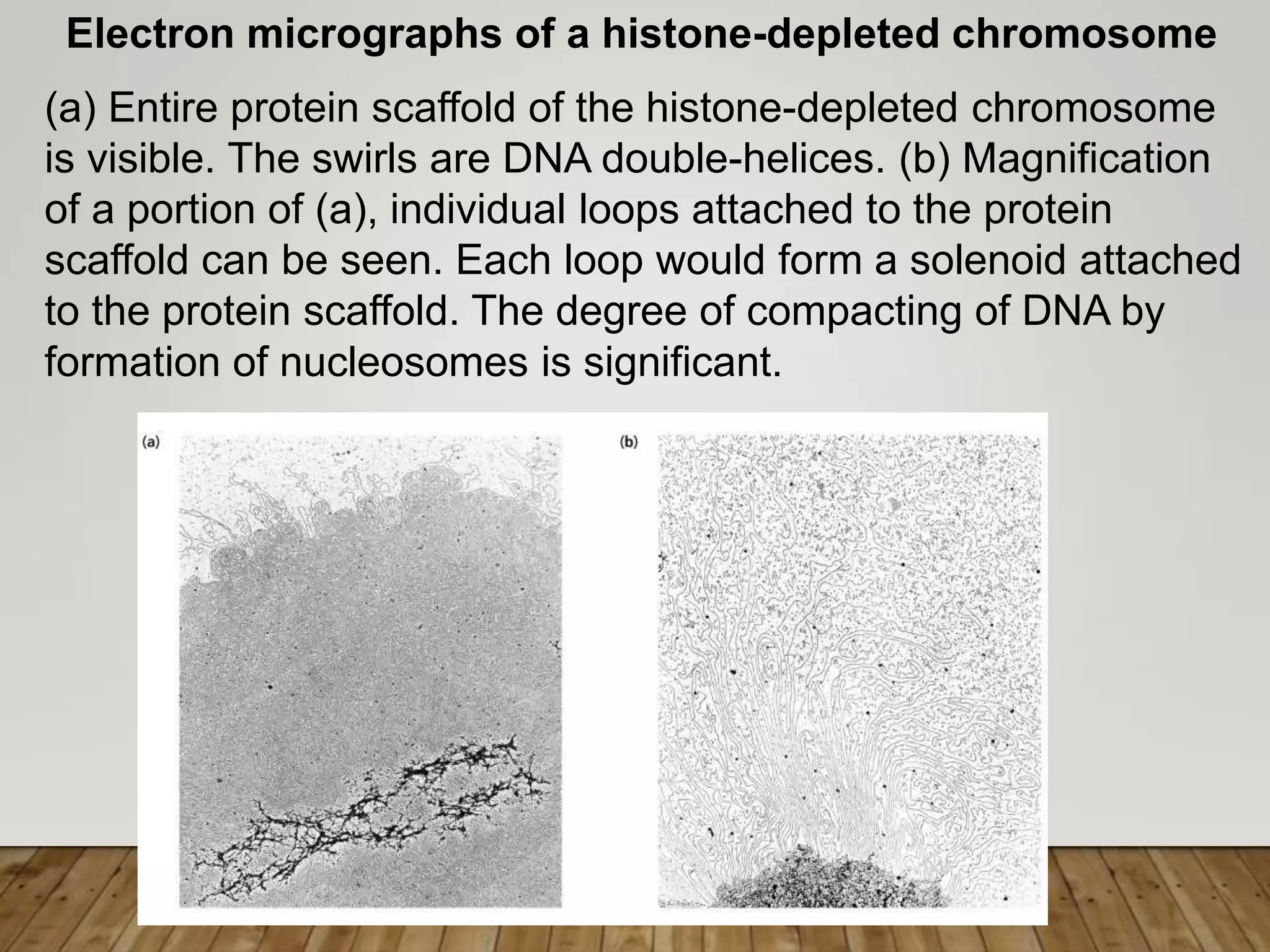 Electron micrographs of a histone-depleted chromosome
(a) Entire protein scaffold of the histone-depleted chromosome
is visible. The swirls are DNA double-helices. (b) Magnification
of a portion of (a), individual loops attached to the protein
scaffold can be seen. Each loop would form a solenoid attached
to the protein scaffold. The degree of compacting of DNA by
formation of nucleosomes is significant.
 