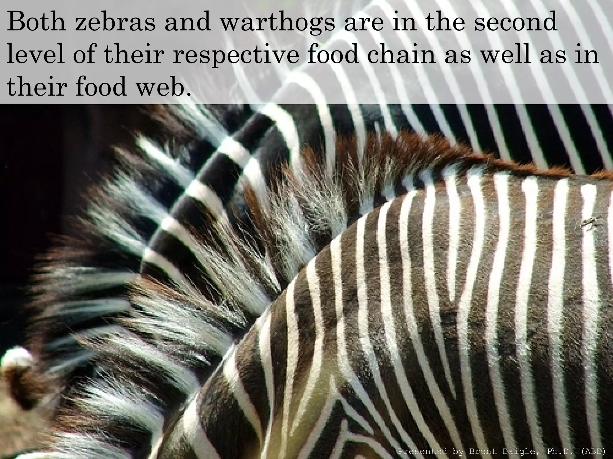 Both zebras and warthogs are in the second level of their respective food chain as well as in their food web.   Presented by Brent Daigle, Ph.D. (ABD) 