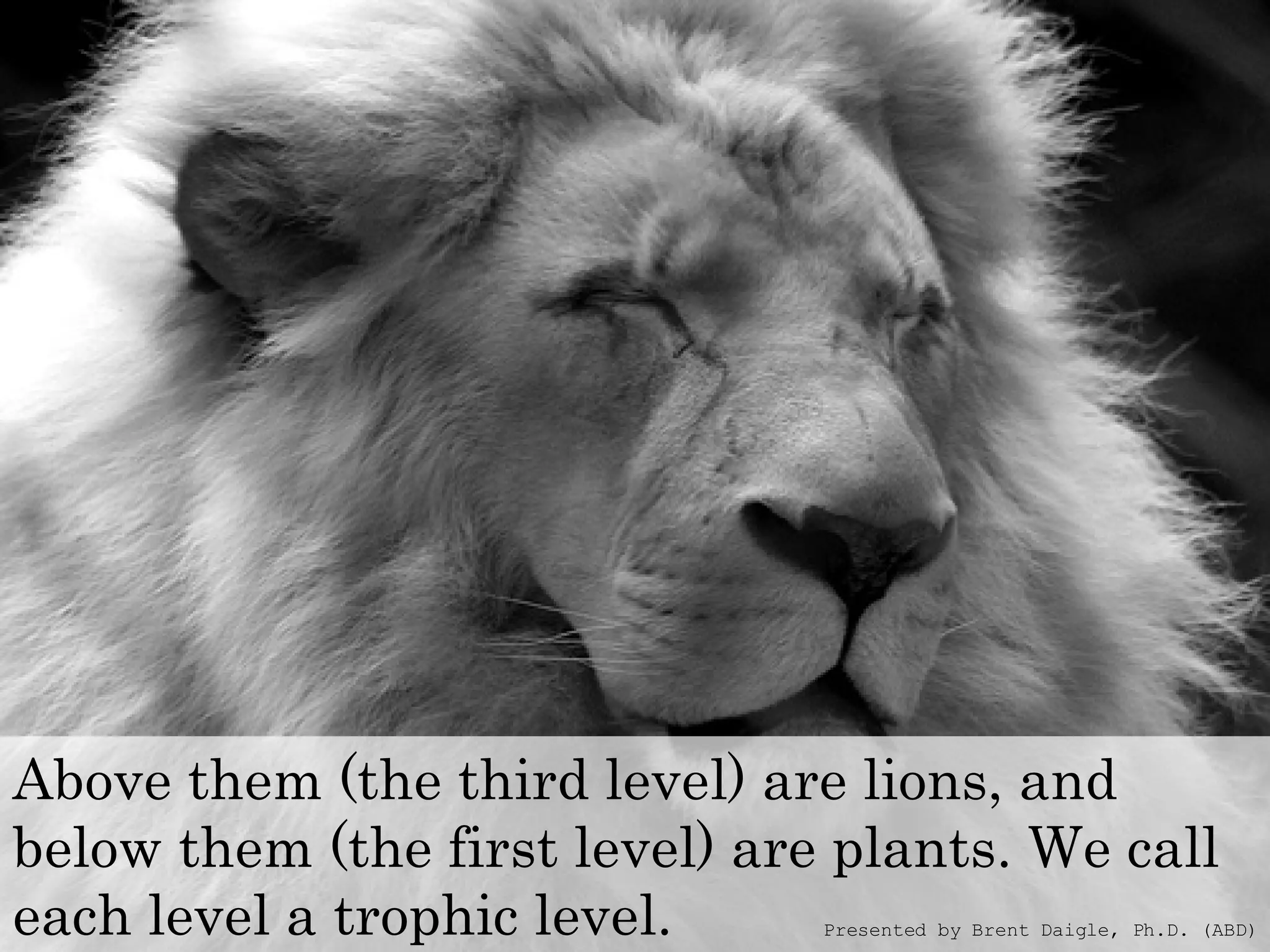 Above them (the third level) are lions, and below them (the first level) are plants. We call each level a trophic level.   Presented by Brent Daigle, Ph.D. (ABD) 