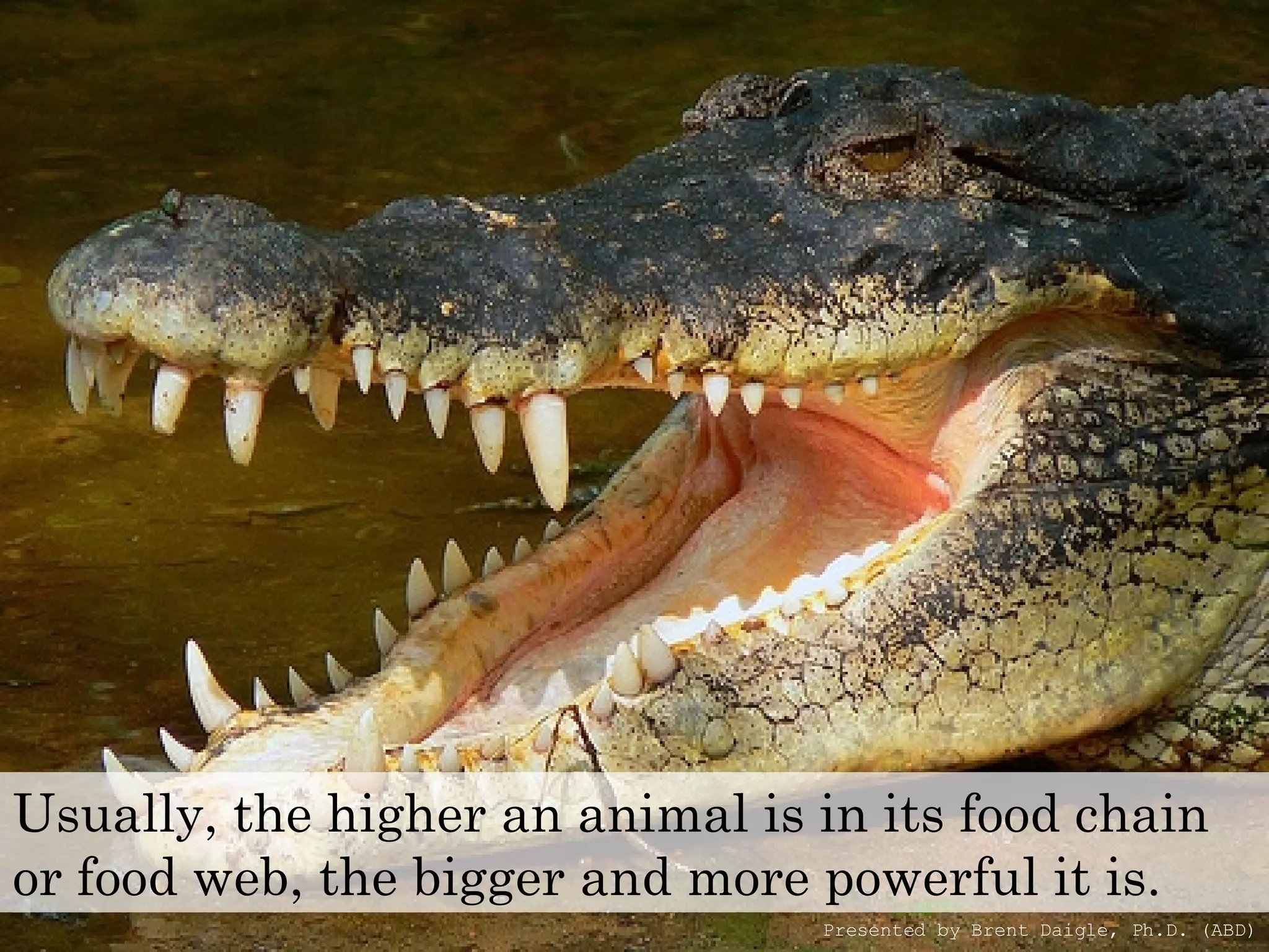 Usually, the higher an animal is in its food chain or food web, the bigger and more powerful it is. Presented by Brent Daigle, Ph.D. (ABD) 