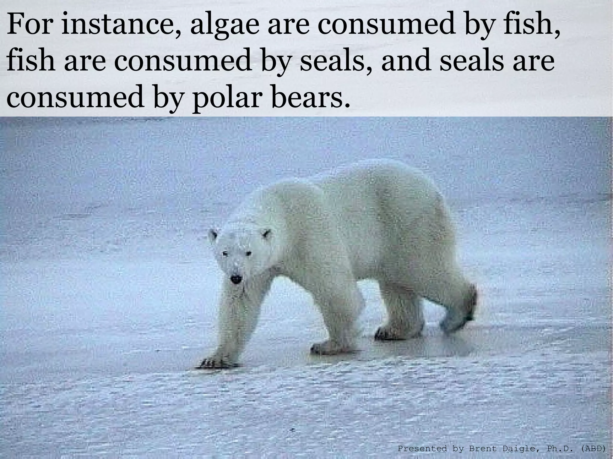 For instance, algae are consumed by fish, fish are consumed by seals, and seals are consumed by polar bears.   Presented by Brent Daigle, Ph.D. (ABD) 