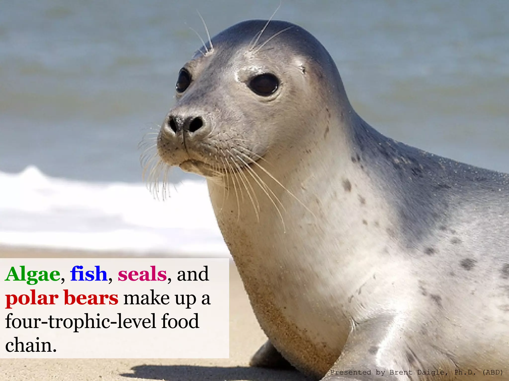 Algae ,  fish ,  seals , and  polar bears  make up a four-trophic-level food chain. Presented by Brent Daigle, Ph.D. (ABD) 