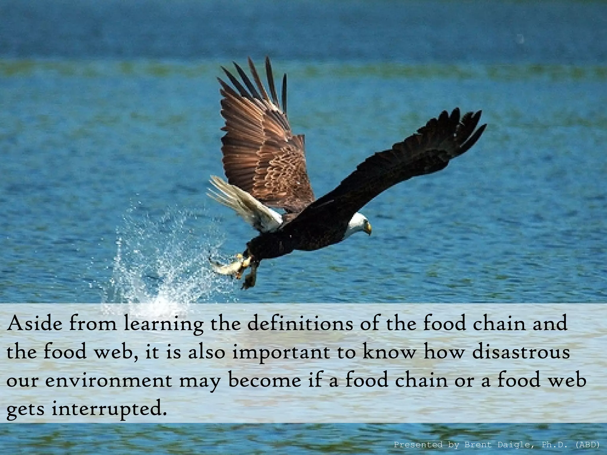 Aside from learning the definitions of the food chain and the food web, it is also important to know how disastrous our environment may become if a food chain or a food web gets interrupted.  Presented by Brent Daigle, Ph.D. (ABD) 