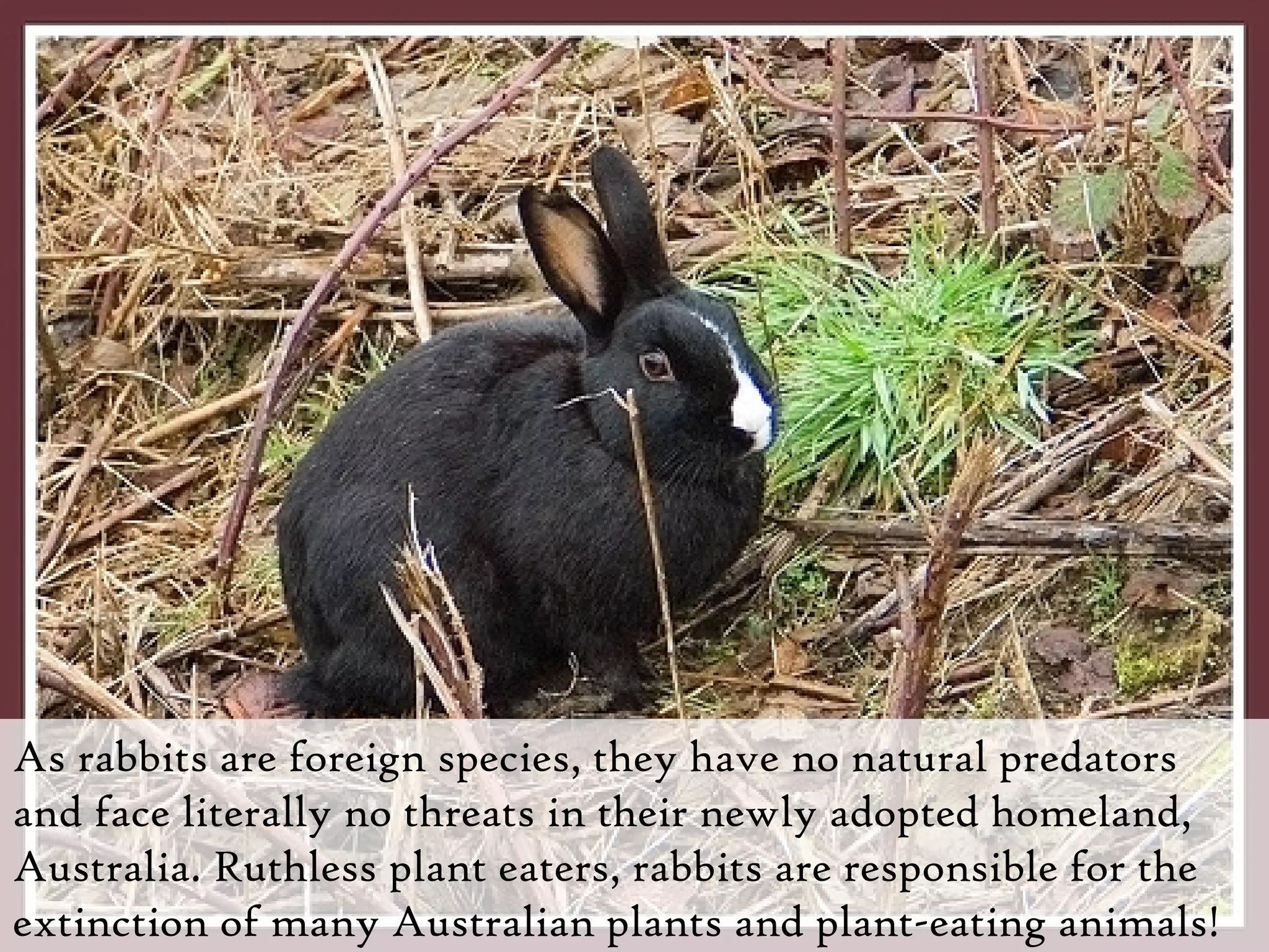 As rabbits are foreign species, they have no natural predators and face literally no threats in their newly adopted homeland, Australia. Ruthless plant eaters, rabbits are responsible for the extinction of many Australian plants and plant-eating animals! 