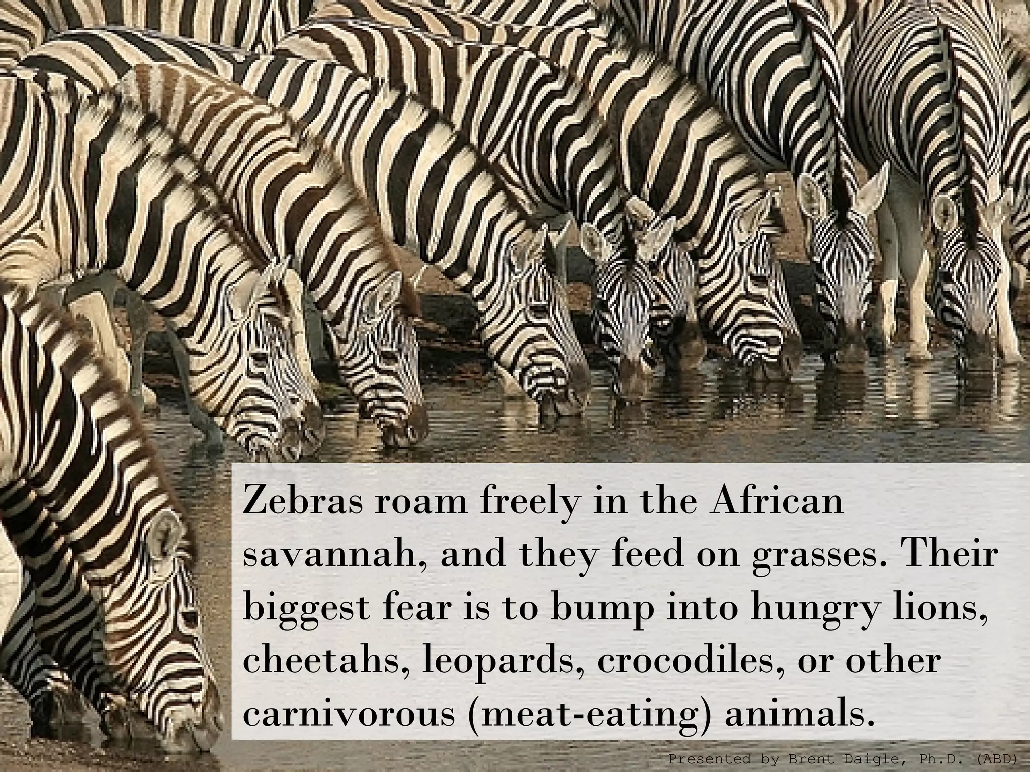 Zebras roam freely in the African savannah, and they feed on grasses. Their biggest fear is to bump into hungry lions, cheetahs, leopards, crocodiles, or other carnivorous (meat-eating) animals.  Presented by Brent Daigle, Ph.D. (ABD) 