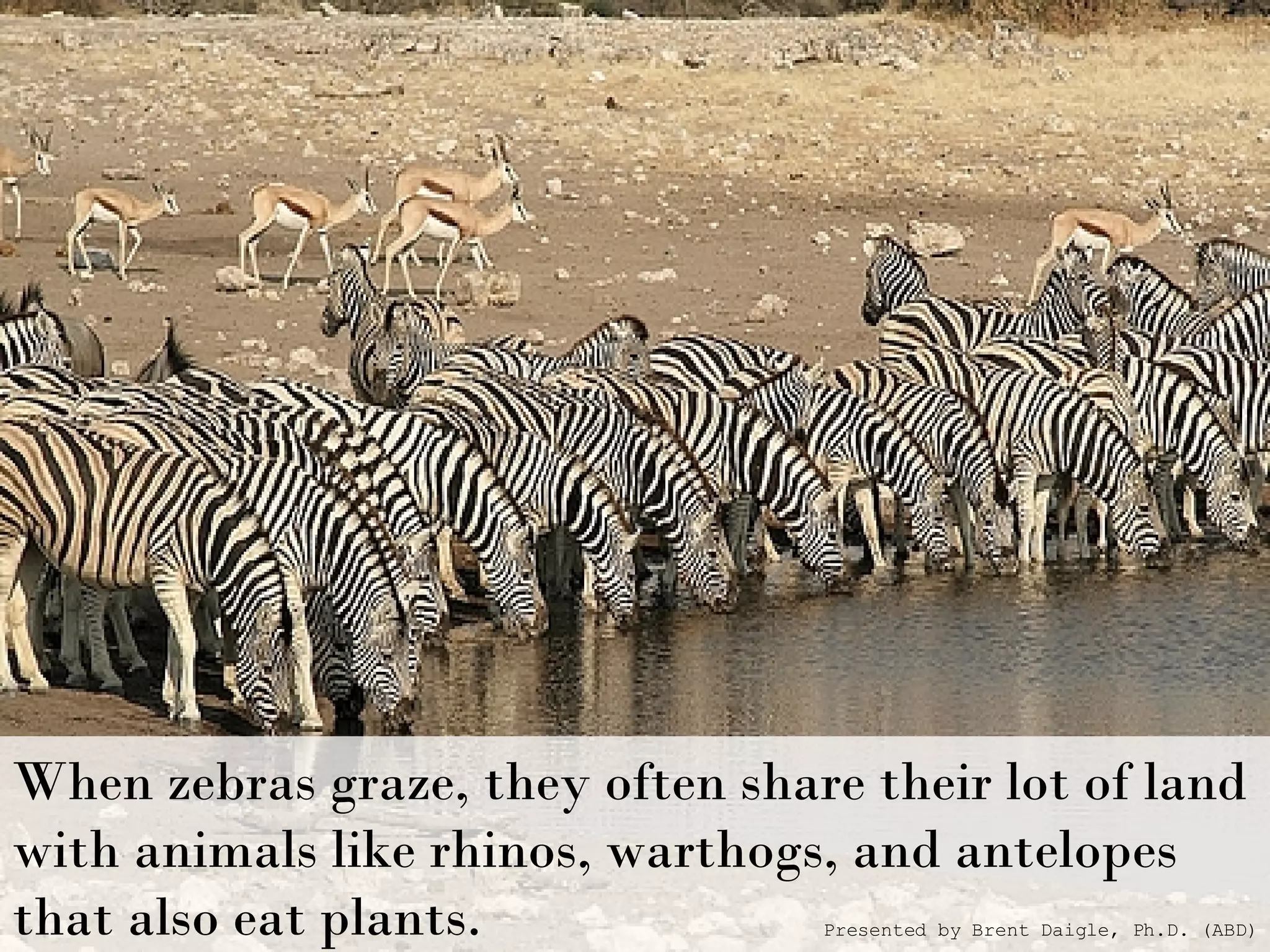 When zebras graze, they often share their lot of land with animals like rhinos, warthogs, and antelopes that also eat plants. Presented by Brent Daigle, Ph.D. (ABD) 