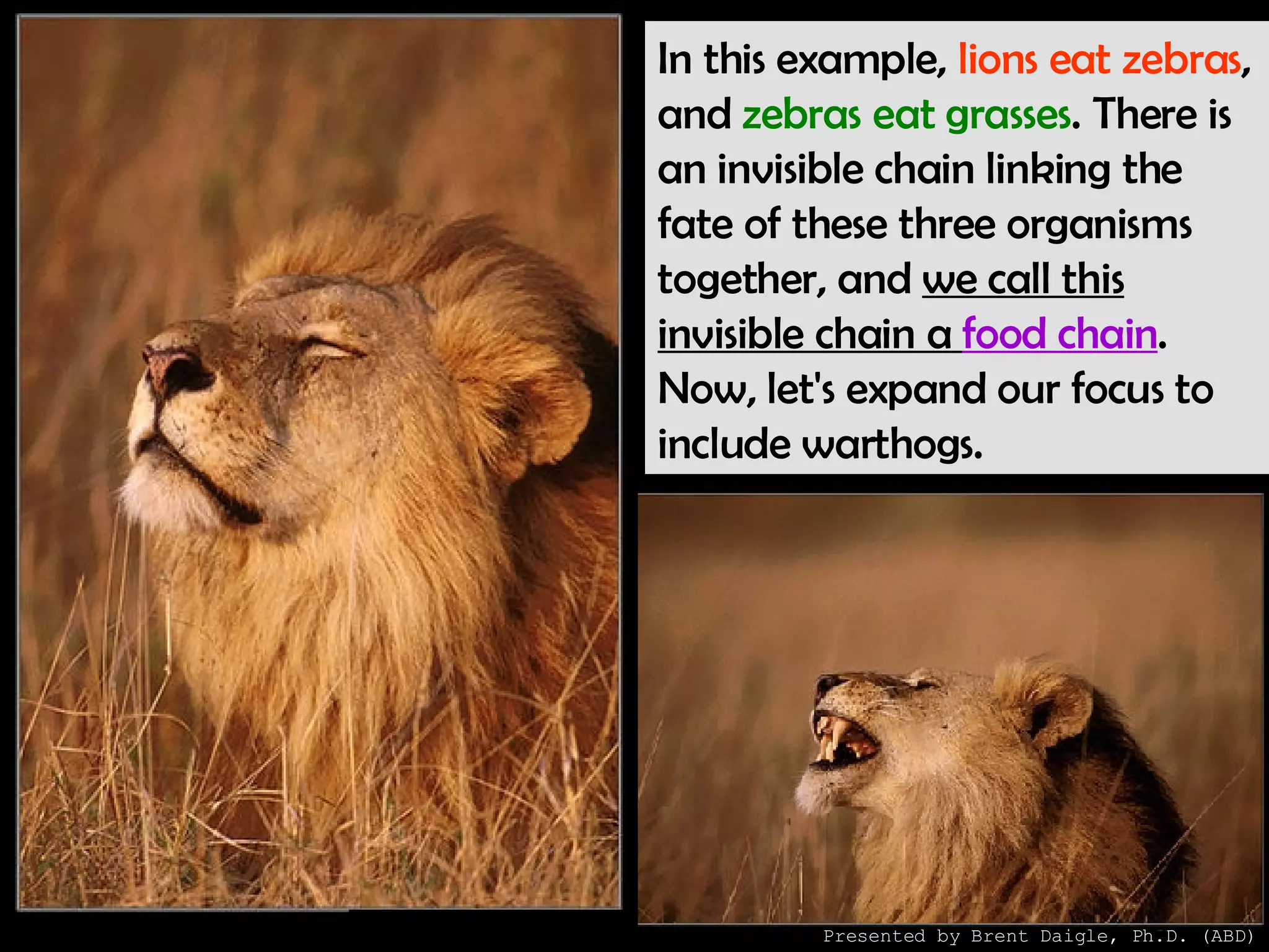 In this example,  lions eat zebras , and  zebras eat grasses . There is an invisible chain linking the fate of these three organisms together, and  we call this invisible chain a  food chain . Now, let's expand our focus to include warthogs.  Presented by Brent Daigle, Ph.D. (ABD) 