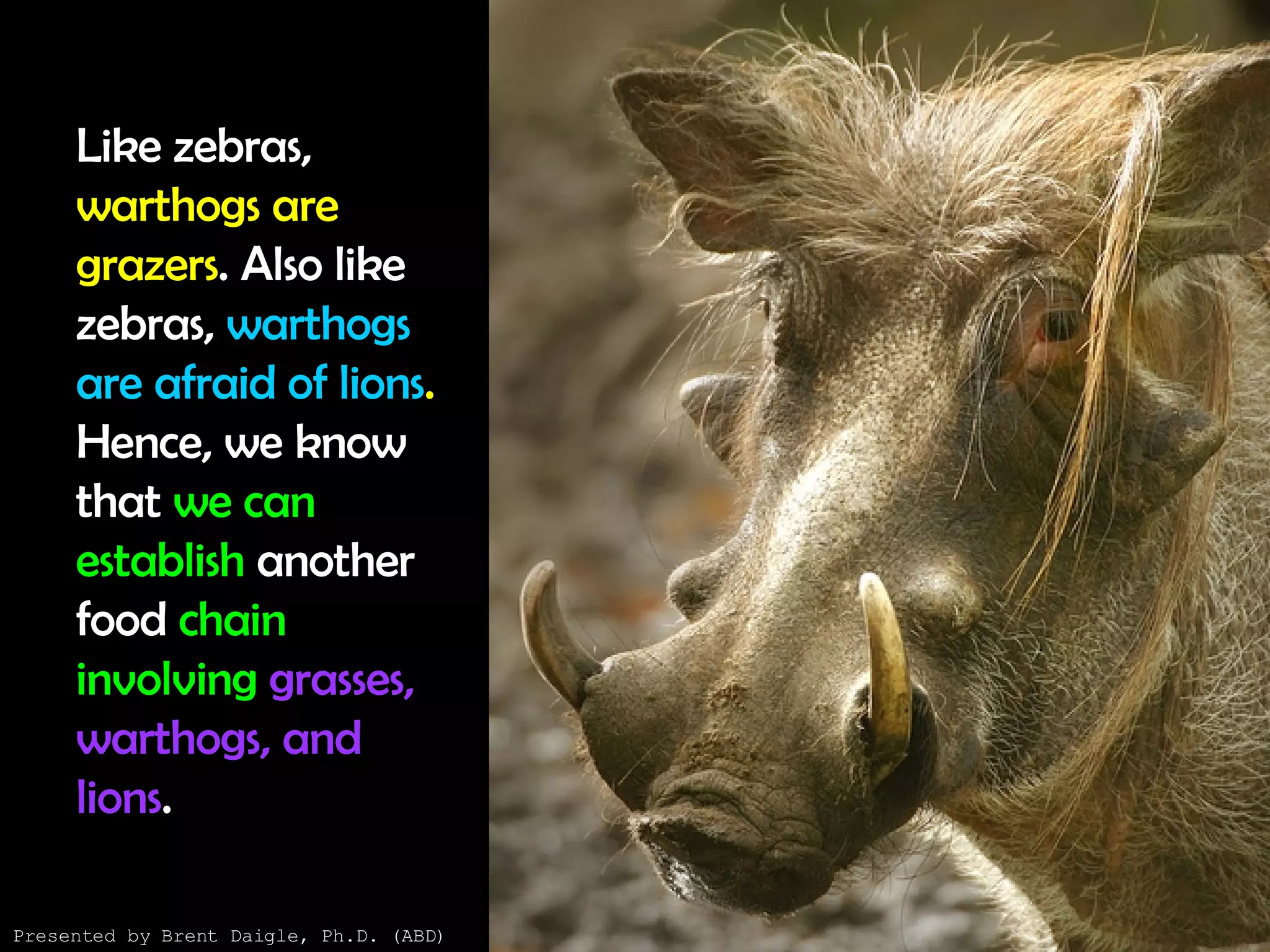Like zebras,  warthogs are grazers . Also like zebras,  warthogs are afraid of lions .  Hence, we know that  we can establish  another food  chain involving  grasses, warthogs, and lions .  Presented by Brent Daigle, Ph.D. (ABD) 