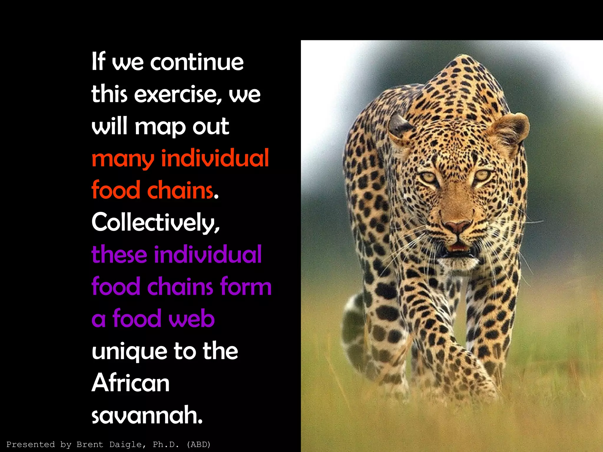 If we continue this exercise, we will map out  many individual food chains . Collectively,  these individual food chains form a food web  unique to the African savannah. Presented by Brent Daigle, Ph.D. (ABD) 