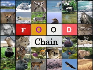 F O O D Chain 