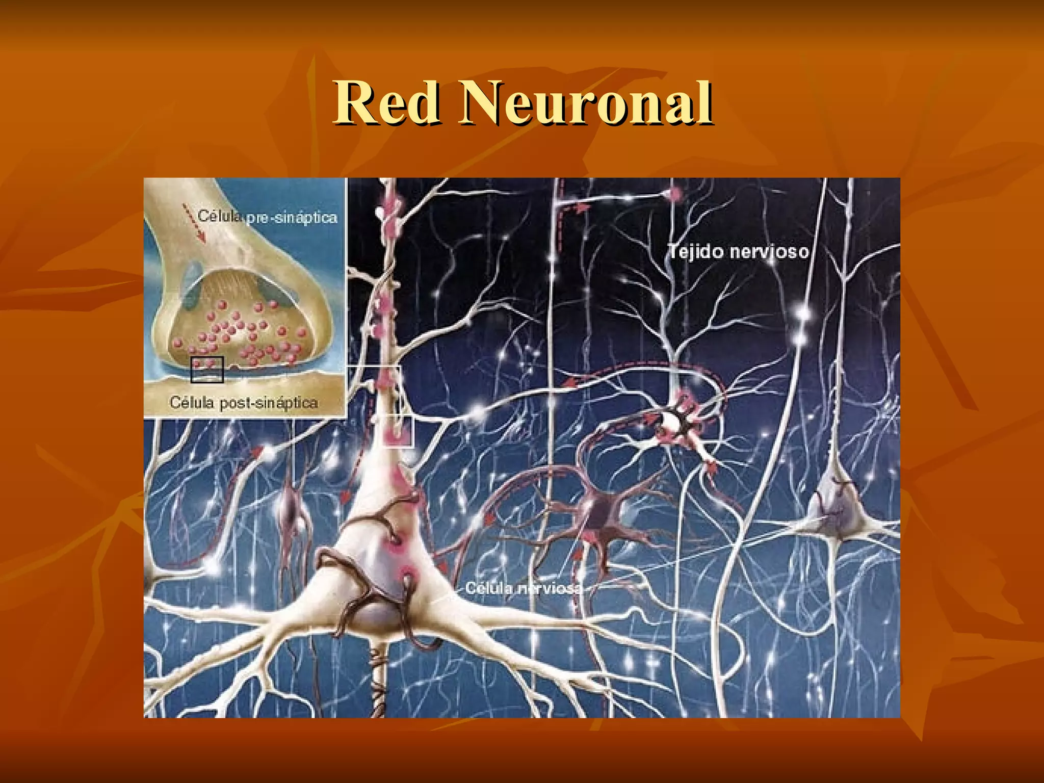Red Neuronal 