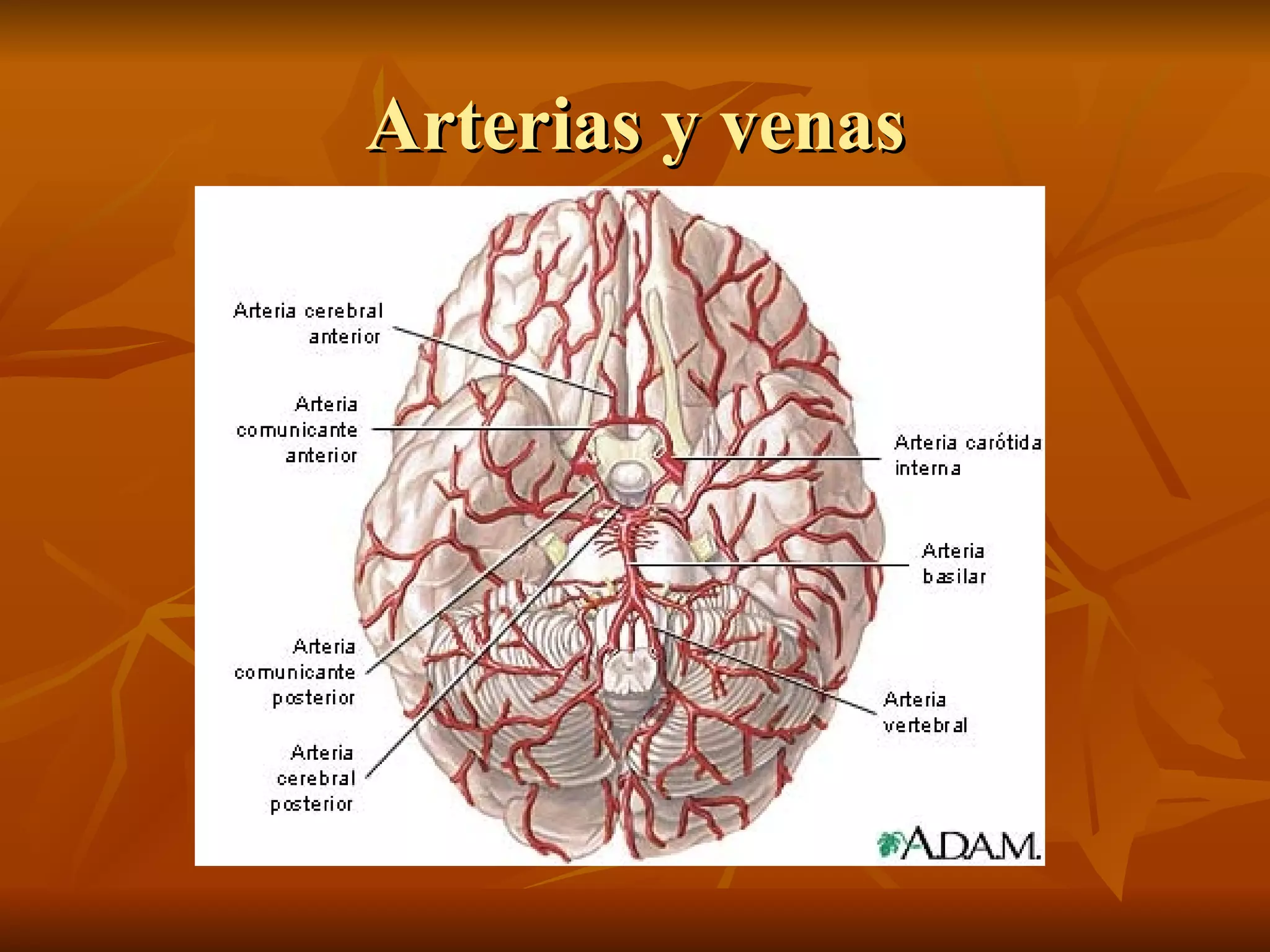 Arterias y venas 