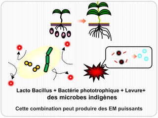 Cette combination peut produire des EM puissants
Lacto Bacillus + Bactérie phototrophique + Levure+
des microbes indigènes
 