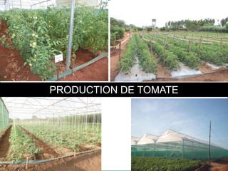 PRODUCTION DE TOMATE
 