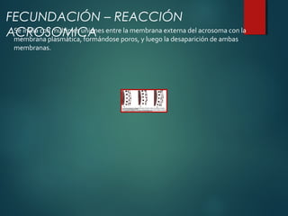 Se inicia con múltiples uniones entre la membrana externa del acrosoma con la
membrana plasmática, formándose poros, y luego la desaparición de ambas
membranas.
FECUNDACIÓN – REACCIÓN
ACROSOMICA
 
