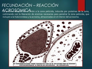 Se produce después de al unión a la zona pelúcida, inducida por proteínas de la zona,
culminando con la liberación de enzimas necesarias para penetrar la zona pelúcida, que
incluyen a la hialuronidasa y la acrosina, almacenadas en el interior del acrosoma.
FECUNDACIÓN – REACCIÓN
ACROSOMICA
 