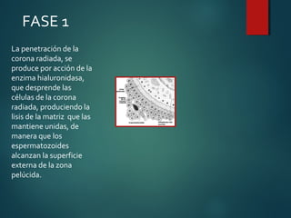 FASE 1
La penetración de la
corona radiada, se
produce por acción de la
enzima hialuronidasa,
que desprende las
células de la corona
radiada, produciendo la
lisis de la matriz que las
mantiene unidas, de
manera que los
espermatozoides
alcanzan la superficie
externa de la zona
pelúcida.
 