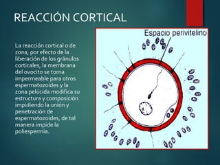 La reacción cortical o de
zona, por efecto de la
liberación de los gránulos
corticales, la membrana
del ovocito se torna
impermeable para otros
espermatozoides y la
zona pelúcida modifica su
estructura y composición
impidiendo la unión y
penetración de
espermatozoides, de tal
manera impide la
poliespermia.
REACCIÓN CORTICAL
 
