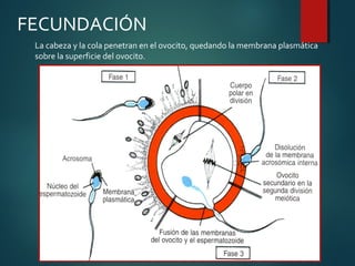 La cabeza y la cola penetran en el ovocito, quedando la membrana plasmática
sobre la superficie del ovocito.
FECUNDACIÓN
 
