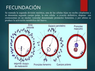 Se reanuda la segunda división meiótica, una de las células hijas no recibe citoplasma y
se denomina segundo cuerpo polar, la otra célula u ovocito definitivo, dispone sus
cromosomas en un núcleo vesicular denominado pronúcleo femenino, y por ultimo se
produce la activación metabólica del huevo.
FECUNDACIÓN
 
