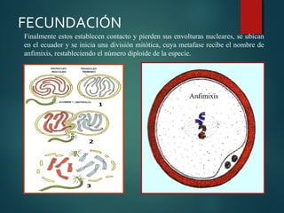 Finalmente estos establecen contacto y pierden sus envolturas nucleares, se ubican
en el ecuador y se inicia una división mitótica, cuya metafase recibe el nombre de
anfimixis, restableciendo el número diploide de la especie.
Anfimixis
FECUNDACIÓN
 