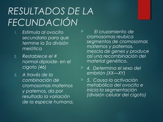 RESULTADOS DE LA
FECUNDACIÓN
1. Estimula al ovocito
secundario para que
termine la 2a división
meiótica
2. Restablece el #
normal-diploide- en el
cigoto (46)
3. A través de la
combinación de
cromosomas maternos
y paternos, da por
resultado la variación
de la especie humana.
 El cruzamiento de
cromosomas reubica
segmentos de cromosomas
maternos y paternos,
mezcla de genes y produce
así una recombinación del
material genético.
 4. Determina el sexo del
embrión (XX—XY)
 5. Causa la activación
metabólica del ovocito e
inicia la segmentación
(división celular del cigoto)
 