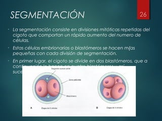 SEGMENTACIÓN
• La segmentación consiste en divisiones mitóticas repetidas del
cigoto que comportan un rápido aumento del numero de
células.
• Estas células embrionarias o blastómeros se hacen m{as
pequeñas con cada división de segmentación.
• En primer lugar, el cigoto se divide en dos blastómeros, que a
continuación lo hacen en cuatro blastómeros y así
sucesivamente.
 