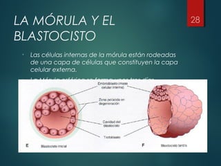 LA MÓRULA Y EL
BLASTOCISTO
• Las células internas de la mórula están rodeadas
de una capa de células que constituyen la capa
celular externa.
• La Mórula esférica se forma unos tres días
después de la fecundación y se introduce en el
útero.
 