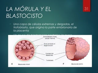LA MÓRULA Y EL
BLASTOCISTO
• Una capa de células extrernas y delgadas, el
trofoblasto, que origina la parte embrionaria de
la placenta
• Un grupo de blastomeras centrales, la masa
celular interna, que forma el embrion, y como
constituye el primordio del embrión, la masa
celular interna se denomina embrioblasto.
 
