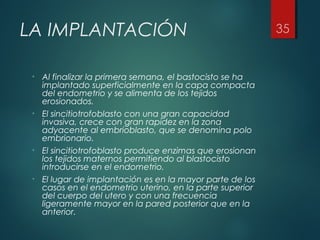 LA IMPLANTACIÓN
• Al finalizar la primera semana, el bastocisto se ha
implantado superficialmente en la capa compacta
del endometrio y se alimenta de los tejidos
erosionados.
• El sincitiotrofoblasto con una gran capacidad
invasiva, crece con gran rapidez en la zona
adyacente al embrioblasto, que se denomina polo
embrionario.
• El sincitiotrofoblasto produce enzimas que erosionan
los tejidos maternos permitiendo al blastocisto
introducirse en el endometrio.
• El lugar de implantación es en la mayor parte de los
casos en el endometrio uterino, en la parte superior
del cuerpo del utero y con una frecuencia
ligeramente mayor en la pared posterior que en la
anterior.
 