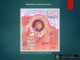 Norwitz, E. R. et al. N Engl J Med 2001;345:1400-1408
Maintenance of Early Pregnancy
 
