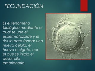 Es el fenómeno
biológico mediante el
cual se une el
espermatozoide y el
óvulo para formar una
nueva célula, el
huevo o cigoto, con
el que se inicia el
desarrollo
embrionario.
FECUNDACIÓN
 