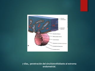 7 días, penetración del sincitiotrofoblasto al estroma
endometrial.
 