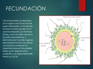 Con el eyaculado se depositan
en la vagina unos 8.000.000 de
espermatozoides, en la especie
humana muchos quedan en el
camino atrapados por barreras
físicas, como el cuello uterino y
la unión uterotubárica, o
destruidos por la acidez vaginal,
alcanzando el óvulo muy pocos.
Los ovocitos conservan su
capacidad para ser fecundados
hasta 24 hs. después de la
ovulación, y el espermatozoide,
entre 24 y 72 hs.
FECUNDACIÓN
 