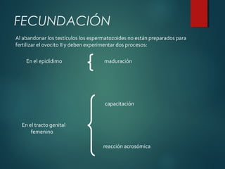 Al abandonar los testículos los espermatozoides no están preparados para
fertilizar el ovocito II y deben experimentar dos procesos:
maduraciónEn el epidídimo
capacitación
reacción acrosómica
En el tracto genital
femenino
FECUNDACIÓN
 