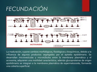 La maduración, supone cambios morfológicos, fisiológicos y bioquímicos, debido a la
influencia de algunos productos segregados por el epitelio epididimario. Se
desarrollan microvesículas y microtúbulos entre la membrana plasmática y el
acrosoma, adquieren una motilidad característica, además glucoproteinas de origen
epididimario se integran a la membrana plasmática de espermatozoide, formando
una cubierta superficial.
FECUNDACIÓN
 