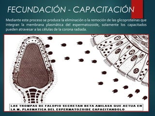 Mediante este proceso se produce la eliminación o la remoción de las glicoproteínas que
integran la membrana plasmática del espermatozoide, solamente los capacitados
pueden atravesar a las células de la corona radiada.
FECUNDACIÓN - CAPACITACIÓN
 
