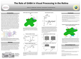 The Role of GABA in Visual Processing in the Retina
BAKER AS1
. SKINNER BM1
. DECKER ML1
. MALCHOW RP2
. AND KREITZER MA1
Introduction
The retina of the eye is a unique extension of the Central Nervous System
(CNS), and its study allows an accessible approach to observing many of its tre-
mendous complexities. Retinal cells of catfish can be isolated to examine the
fundamental cellular components of synaptic transmission. Horizontal cells of
the retina span laterally in the outer retina contribute to visual contrast en-
hancement by way of feedback inhibition onto adjacent photoreceptors. The
objective of this research is to elucidate the key players and mechanisms of the
regulatory events in this outer retinal synaptic layer. The primary excitatory
neurotransmitter at this synapse is glutamate release from photoreceptors onto
second order bipolar and horizontal cells (Kreitzer et al 2007). In addition pro-
tons have been shown to be key regulators in the processing of glutamate-
mediated visual signals. GABA and dopamine (see similar dopamine study)
have also been shown to regulate visual processing in the outer retina. GABA’s
(gamma-aminobutyric acid) effects in retinal horizontal cells have been shown
to work by binding to GABA receptors and transporters found on the cells. The
following studies provide early results demonstrating GABA-induced regulation
of H+ flux from retinal horizontal cells. The findings suggest that GABA plays a
significant role in extracellular pH regulation in the outer retina and thus pH-
dependent shaping of visual signals.
(Figure 1) The retina of the eye allows for the transduction of visible light into neural signals,
which can be processed and perceived by the brain. The horizontal cell is a unique structure of
the CNS, which allows for the production of high contrast vision. This contrast occurs by a complex
exchange of chemicals between photoreceptors, bipolar cells and horizontal cells.
Methods
A proton select electrode measured the pH-dependent voltage flux near an
isolated catfish horizontal cell. The self-referencing system takes two separate
readings, one near the cell and one at a set distance of 30μm from the cell. The
difference in voltage signals acquired between the two regions represents the
cell-induced change in proton flux. After standing flux was achieved a back-
ground control was performed 200μm above the cell. 1ml of 1mM GABA was
placed into the dish. Data was compiled on Microsoft Excel and graphs were
made using GraphPad Prism software.
(Figure 4) Self-referencing recording from isolated catfish rod horizontal cell in 2
mL of Ringer. The initial positive signal indicates that the extracellular solution next
to the cell membrane is more acidic than the reference point (30µm from cell
membrane). R indicates the control addition of 1 mL Ringer solution. The next ar-
row indicates the addition of 1mL ringer with 100µm glutamate. The bar above in-
dicates a control period where the electrode was withdrawn to 400µm from the
cell. The figure as a whole indicates a working method and a depolarization of the
cell membrane upon application of glutamate.
(source – Kreitzer research labs)
Conclusion
 Our findings suggest GABA may play an important role in regulating extracel-
lular pH in the outer plexiform layer of the retina Figure.
 GABA-induced responses in cone horizontal cells are likely mediated by acti-
vation of GABA transporters and GABA receptors (Figure 3).
 In half of the trials, challenging cells with GABA resulted in an extracellular al-
kalinization (Figures 5b)
 It is likely that GABA-mediated change in proton-flux works through depolari-
zation-driven activation of voltage-gated calcium channels (Figure 7).
(figure 7)Proposed mechanism for GABA-mediated regulation of pH flux from retinal hori-
zontal cells. If the cell depolarizes (#1) to threshold level (see figure 5b), Ca2+ channels
open (#2) and allow the influx of positively charged calcium ions. As calcium concentrations
build inside the cell (#3), the cell counters this using a plasma membrane calcium ATPase
(PMCA). This antiporter moves Ca2+ out of the cell and H+ ions into the cell (#4). The action
of the PMCA is hypothesized to contribute to the extracellular alkylinization (#5) observed in
self-referencing (see figure 4)
Acknowledgements
This work was supported by two grants from the National Science Foundation; 0924383
(MAK) & 0924372 (RPM). The authors would like to thank additional members of the Kreitzer
Lab who have added significant insight into this work: Ethan Naylor, Luke Montgomery, Sonja
Vogel, Tara fuller, and Karisa Burkholder In addition the authors thank Jason Jacoby, A gradu-
ate student in the Malchow lab for his contribution to this work.
Literature Cited:
Kreitzer, M.A., ET AL. 2007, Modulation of Extracellular Proton Fluxes from Retinal Horizontal
Cells of the Catfish By Depolarization and Glutamate. J. Gen. Physiol 130: 169-182.
Supporting Departments and institutions of Authors:
1 Department of Biology, Indiana Wesleyan University, Marion, Indiana 46953: 2 Depart-
ments of Biological Sciences and ophthalmology & visual sciences, University of Illinois at
Chicago, Illinois, 60607.
GABA receptors and transporters on a Horizontal
Cell
Normal Glutamate response
Proposed mechanism for GABA-mediated regulation of pH
flux from retinal horizontal cells.
(Figure 5) pH recording from isolated catfish cone horizontal cell challenged
with 1mM GABA. Fig A is representation of what occurred in roughly half of
the trials. GABA did not cause a change in extracellular proton levels. Fig B is a
Representation of the other half of GABA trial. GABA caused an alkalization
outside the cell.
Figure 1
Self-Referencing Technique
A
B
A
B
(Figure 3) Horizontal cells possess both GABA receptors and GABA trans-
porters. When GABA binds its receptor, a Cl- conductance occurs in the direc-
tion of Cl- equilibrium potential. For GABA transporters, cotransport allows
the movement of Na+:Cl-:GABA into the cell in a 2:1:1 ratio resulting in depo-
larization.
(Figure 2) Isolated
catfish horizontal cells
showing the electrode
both near and far
away from the cell.
#2
#3 #4
#5
#1
#1
1
INDIANA WESLEYAN UNIVERSITY 2
UNIVERSITY OF ILLINIOS AT CHICAGO
(Figure 6)Averages from population of GABA trials (with standard error shown).
A. Average trials for cell that did not change in extracellular proton flux when ex-
posed to GABA. B. Averaged cells. Where addition of GABA did have an effect on
the proton flux.
Response to GABA: No Change
Response to GABA: Change in Flux
Average Response to GABA: No Change
Average Response to GABA: Change in Flux
 