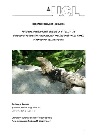 1
RESEARCH PROJECT – BIOL3005
POTENTIAL ANTHROPOGENIC EFFECTS ON TH HEALTH AND
PHYSIOLOGICAL STRESS OF THE HONDURAN PALEATE SPINY-TAILED IGUANA
(CTENOSAURA MELANOSTERNA)
Guillaume Demare
guillaume.demare.09@ucl.ac.uk
University College London
UNIVERSITY SUPERVISOR: PROF ROGER WOTTON
FIELD SUPERVISOR: DR CHAD M. MONTGOMERY
 