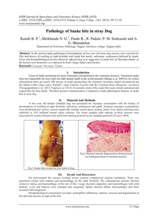 IOSR Journal of Agriculture and Veterinary Science (IOSR-JAVS)
e-ISSN: 2319-2380, p-ISSN: 2319-2372. Volume 5, Issue 3 (Sep. - Oct. 2013), PP 27-28
www.iosrjournals.org

Pathology of Snake bite in stray Dog
Kamdi B. P.1, Shrikhande N. G.2, Pande R., R. Padole, P. M. Sonkusale and A.
G. Bhandarkar
Department of Veterinary Pathology, Nagpur veterinary college, Nagpur,India.

Abstract: In the present study pathological investigations of two year old stray dog carcass were carried out.
This had history of swelling at right forelimb with snake bite marks, salivation, restlessness followed by death.
Gross and histopathological lesions shown by affected dog were suggestive of snake bite of Viperidae family, as
the lesions were hemotoxic as evidenced in heart, lungs, kidney and trachea.
Keywords: Cyanosis, Necropsy, Venom

I.

Introduction

Cases of snake poisoning are most commonly encountered in the veterinary practice. Venomous snake
bites are responsible for more than one lakh animal death in the world annually (Banga et al. 2009).In the Indian
subcontinent there are nearly 200 species of snake among them the common venomous snakes encountered are
the Indian Cobra (Naja naja), Russell’s viper (Daboia russelli) and the Common Krait (Bungarus caeruleus)
(Thangapandiyan et al. 2013, Yogiraj et al. 2013). In animals, most of the snake bite cases remain unnoticed and
responsible for their death. Therefore present communication is planned to study pathological features of snake
bite in stray dog.

II.
Material And Methods:
A two year old female Labrador dog was presented for necropsy examination with the history of
development of swelling at right forelimb, salivation, restlessness and death. Systemic necropsy examinations
were performed and various visceral organs like swollen muscle piece, kidney, heart, liver, spleen and lung were
collected in 10% buffered formal saline solution. The tissue samples after making 5μ thick sections were
processed for routine Hematoxylin and Eosin staining protocol as per standard protocol of Luna (1968).

Fig:2 Skeletal muscle degeneration characterized
by homogenization of skeletal muscles

Fig:1 Snake bite wound on fore limb of dog

III.
Result And Discussion:
On post-mortem the carcass revealed severe cyanotic conjunctival mucous membrane. There was
punctured wound with oedema and haemorrhage on the right forelimb. The subcutaneous muscles showed
extensive edema and haemorrhage at the site of bite. Lungs showed congestion and haemorrhages with mild
oedema. Liver and kidneys were enlarged and congested. Spleen showed diffuse haemorrhages and brain
revealed mild congestion.
Histopathological examination revealed, neutrophilic infiltration, oedema, necrosis and degeneration in
the skin and muscles at sight of the bite

www.iosrjournals.org

27 | Page

 