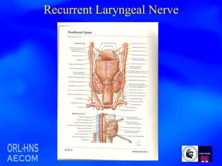 Recurrent Laryngeal Nerve 