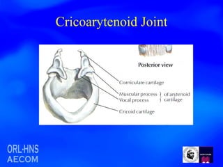 Cricoarytenoid Joint 
