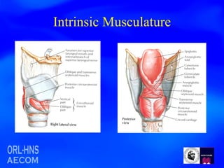 Intrinsic Musculature 