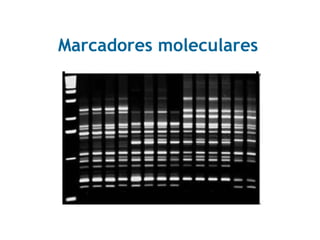 Marcadores moleculares
 