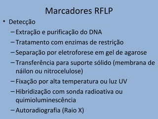 Marcadores RFLP
• Detecção
–Extração e purificação do DNA
–Tratamento com enzimas de restrição
–Separação por eletroforese em gel de agarose
–Transferência para suporte sólido (membrana de
náilon ou nitrocelulose)
–Fixação por alta temperatura ou luz UV
–Hibridização com sonda radioativa ou
quimioluminescência
–Autoradiografia (Raio X)
 