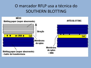 O marcador RFLP usa a técnica do
SOUTHERN BLOTTING
 