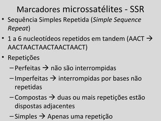 Marcadores microssatélites - SSR
• Sequência Simples Repetida (Simple Sequence
Repeat)
• 1 a 6 nucleotídeos repetidos em tandem (AACT 
AACTAACTAACTAACTAACT)
• Repetições
–Perfeitas  não são interrompidas
–Imperfeitas  interrompidas por bases não
repetidas
–Compostas  duas ou mais repetições estão
dispostas adjacentes
–Simples  Apenas uma repetição
 