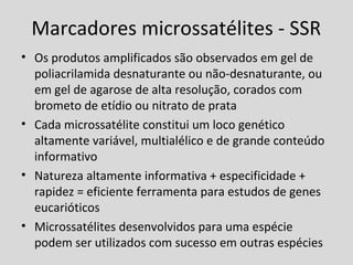 Marcadores microssatélites - SSR
• Os produtos amplificados são observados em gel de
poliacrilamida desnaturante ou não-desnaturante, ou
em gel de agarose de alta resolução, corados com
brometo de etídio ou nitrato de prata
• Cada microssatélite constitui um loco genético
altamente variável, multialélico e de grande conteúdo
informativo
• Natureza altamente informativa + especificidade +
rapidez = eficiente ferramenta para estudos de genes
eucarióticos
• Microssatélites desenvolvidos para uma espécie
podem ser utilizados com sucesso em outras espécies
 