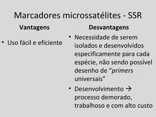 Marcadores microssatélites - SSR
Vantagens
• Uso fácil e eficiente
Desvantagens
• Necessidade de serem
isolados e desenvolvidos
especificamente para cada
espécie, não sendo possível
desenho de “primers
universais”
• Desenvolvimento 
processo demorado,
trabalhoso e com alto custo
 